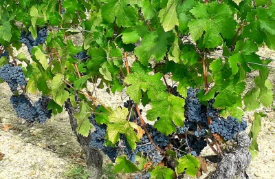 vendanges_2022